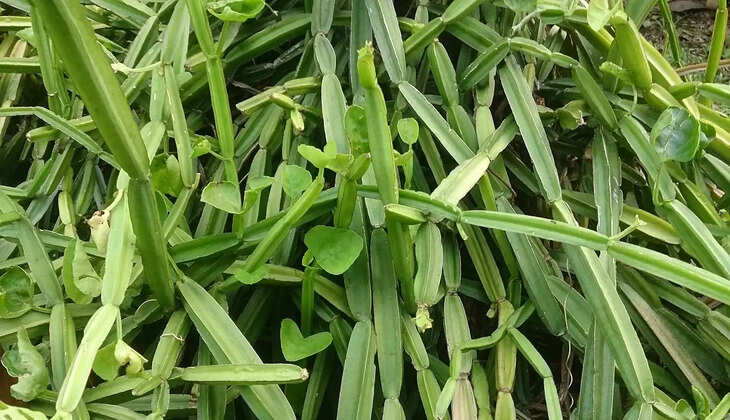 pirandai