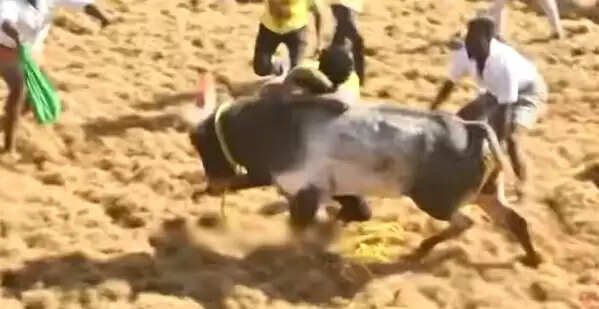 jallikattu