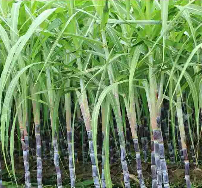 sugarcane