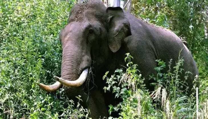 elephant