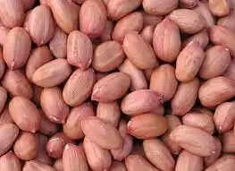 groundnut
