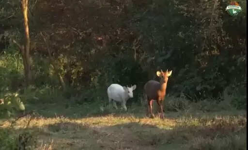 வெள்ளை நிற மான்