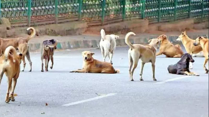 street Dogs