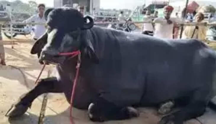 buffalo raped in andhra pradesh