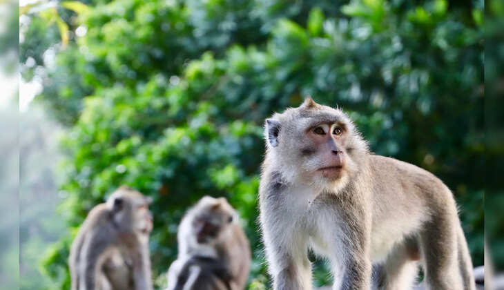 குரங்கு