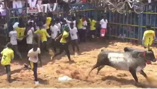 jallikattu