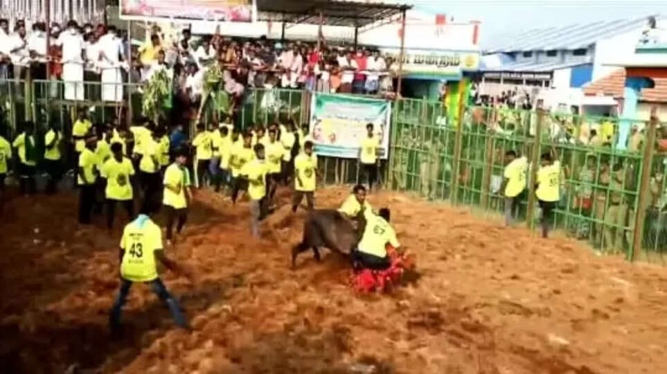 jallikattu