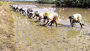 paddy farm
