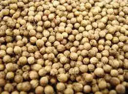 koththamalli seeds