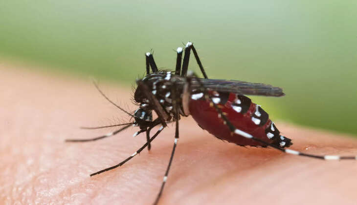 dengue