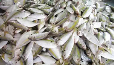 paarai meen health benefits