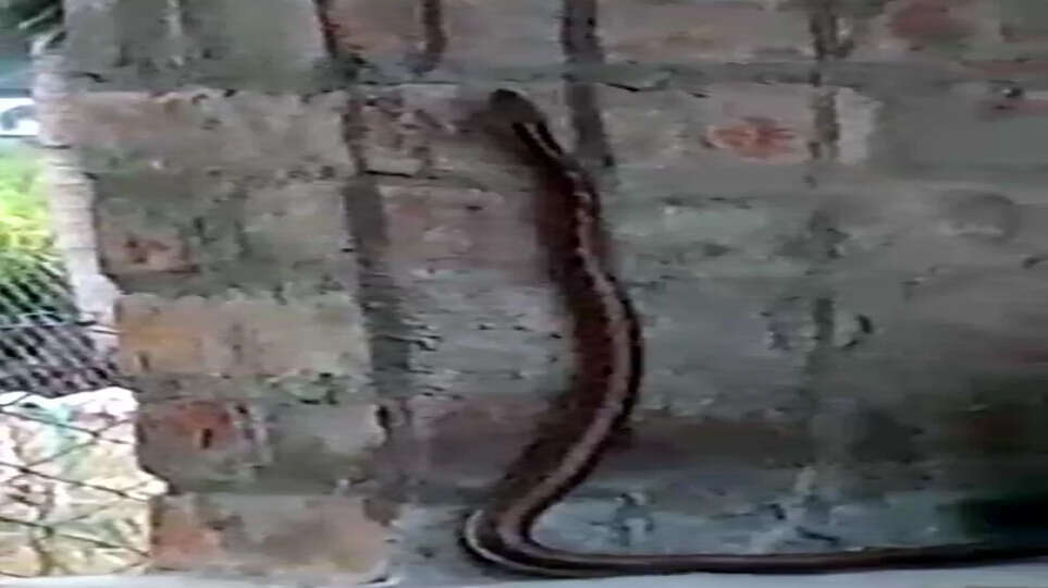 snake