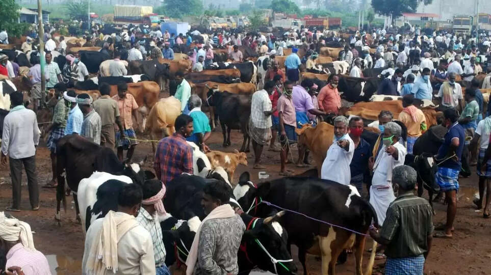 cattle market