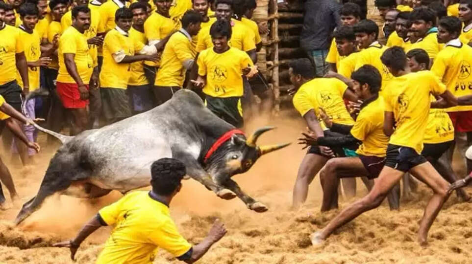 அவனியாபுரம் ஜல்லிக்கட்டு