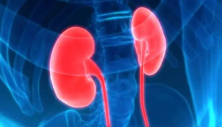 kidney
