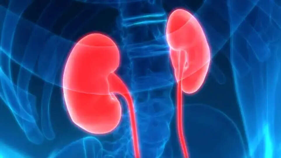 kidney