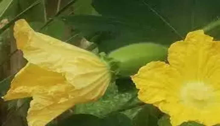 poosani flower