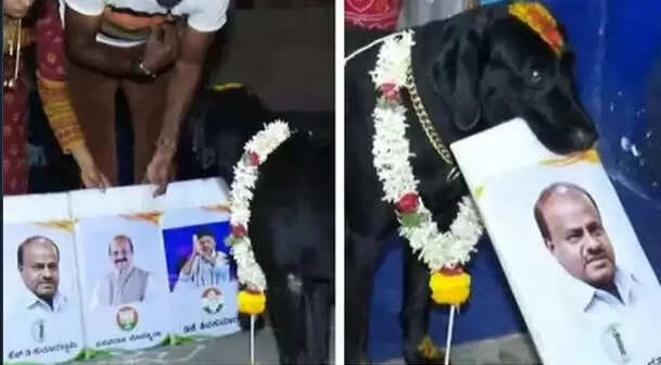 கர்நாடகாவின் அடுத்த முதல்வர் இவர் தானா?? பைரவா நாய் சொன்ன ஜோசியம் பலிக்குமா??