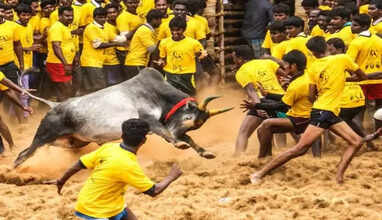 Jallikattu
