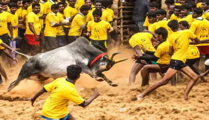 Jallikattu