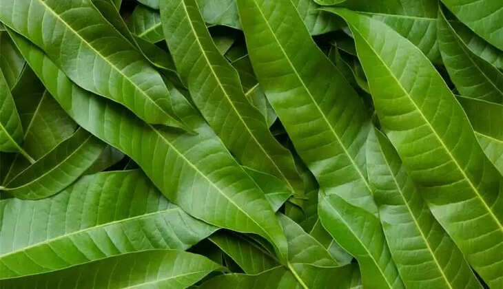mango leaf