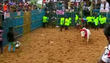 jallikattu