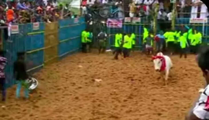 jallikattu
