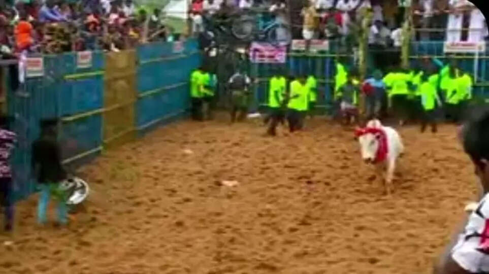 jallikattu