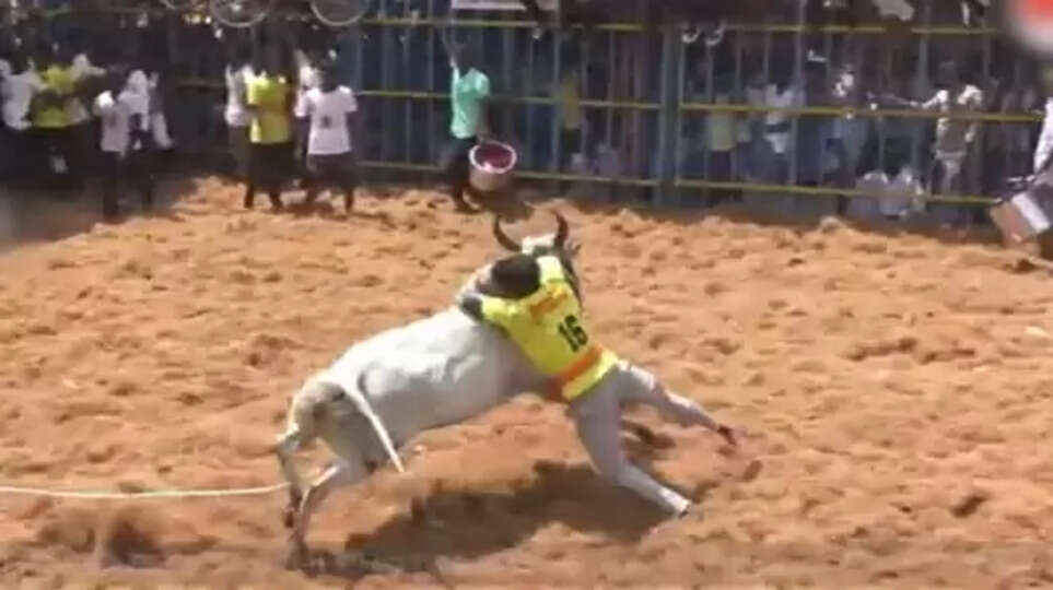 jallikattu