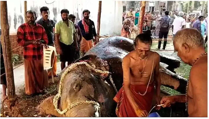 குன்றக்குடி சண்முகநாதர் கோயில் யானை உயிரிழப்பு!