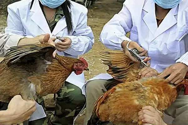 சீனாவில் அடுத்த பரபரப்பு.. மனிதருக்கு பரவிய H3N8 பறவைக் காய்ச்சல்..