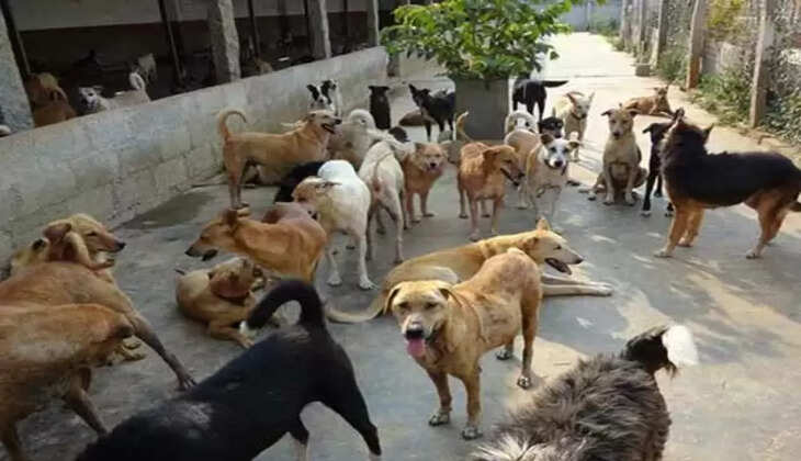 lot of dog attack