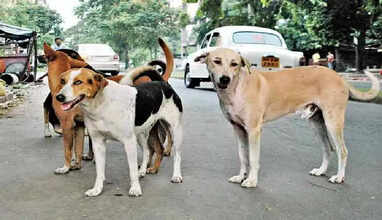 தெரு நாய்கள் கடித்து குதறியதில் ஒன்றரை வயது குழந்தை பலி