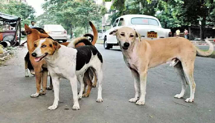 தெரு நாய்கள் கடித்து குதறியதில் ஒன்றரை வயது குழந்தை பலி