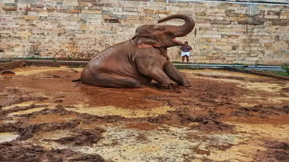 mud bath