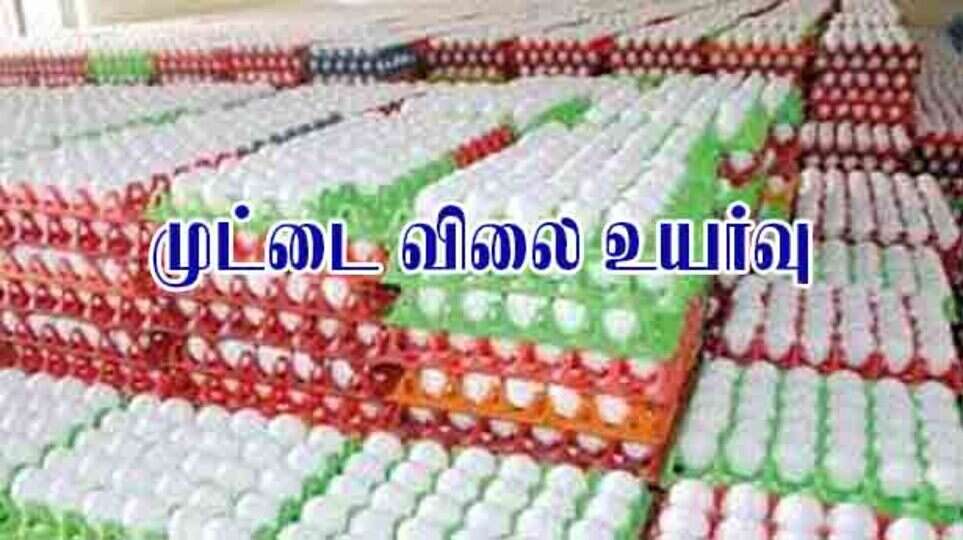 egg price