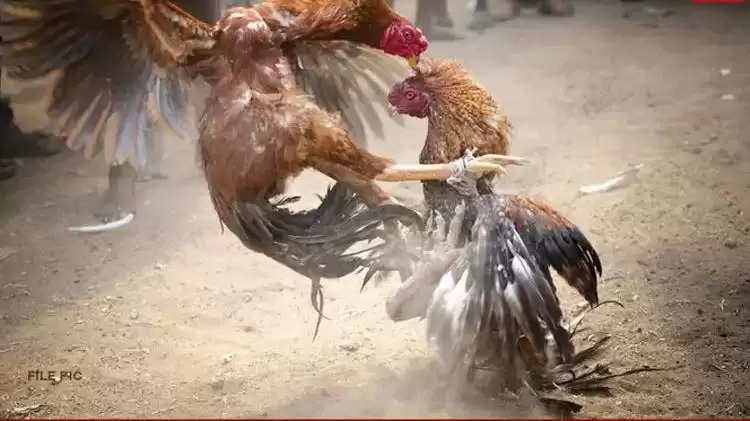 cock fight