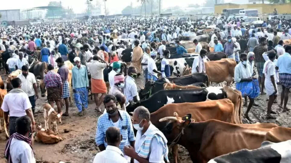 erode cattle market