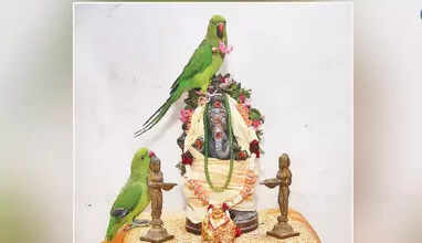 விநாயகருக்கு பூஜை செய்யும் கிளிகள்.. 