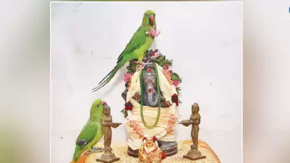 விநாயகருக்கு பூஜை செய்யும் கிளிகள்.. 