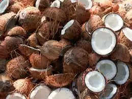 coconut