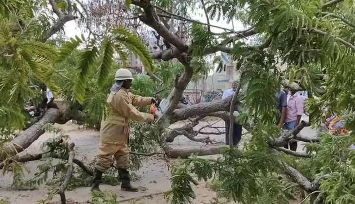 திண்டுக்கலில் மொபட்டில் சென்றவர் மரம் முறிந்து விழுந்ததில் உயிரிழப்பு&nbsp;