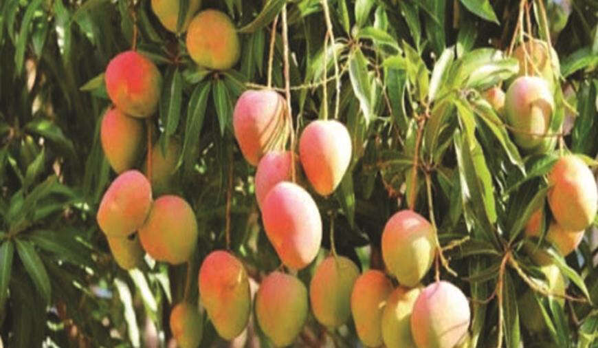 ‘மா’ விவசாயிகளுக்காக மாபெரும் உண்ணாவிரதப் போராட்டம் - இபிஎஸ் அறிவிப்பு..