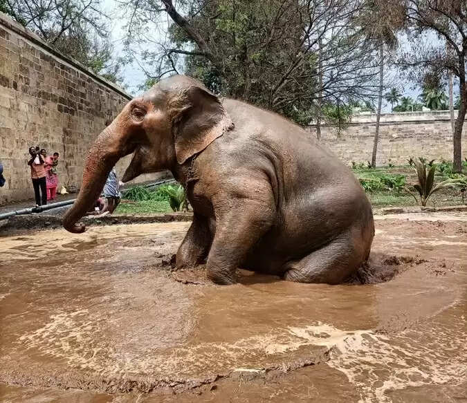 mud bath