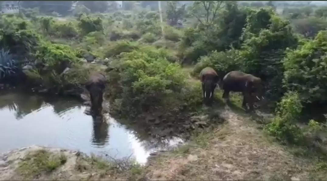 krishnagiri elephants