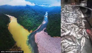 மீன்கள்