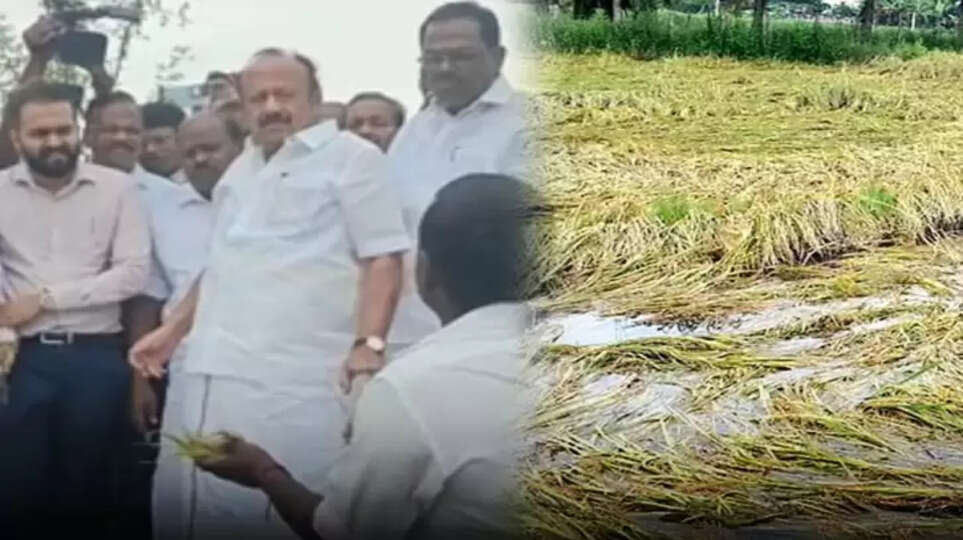 "33%-க்கு மேல் பாதிக்கப்பட்ட பயிர்களுக்கு நிவாரணம் வழங்கப்படும்”-எம்.ஆர்.கே. பன்னீர்செல்வம்