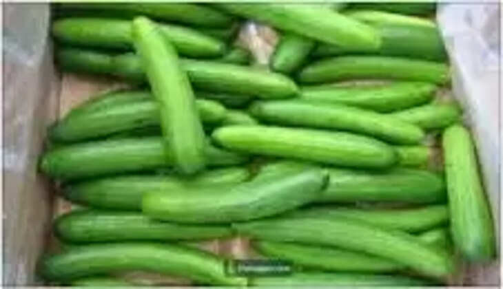 cucumber