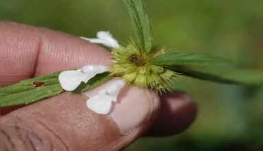thumbai poo for cold tips
