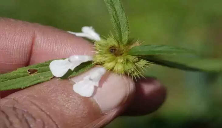 thumbai poo for cold tips